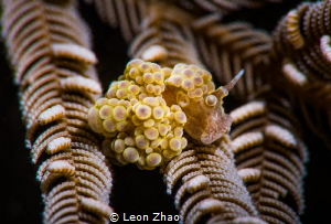 photo taked @ anilao ,there are more doto nudis in winter... by Leon Zhao 